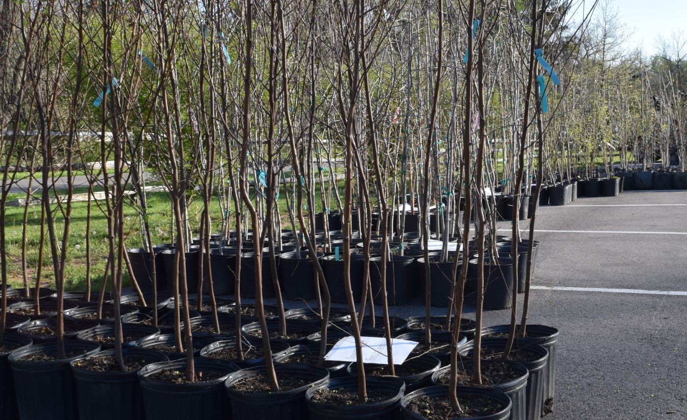 Spotlight Tree Giveaway Pic