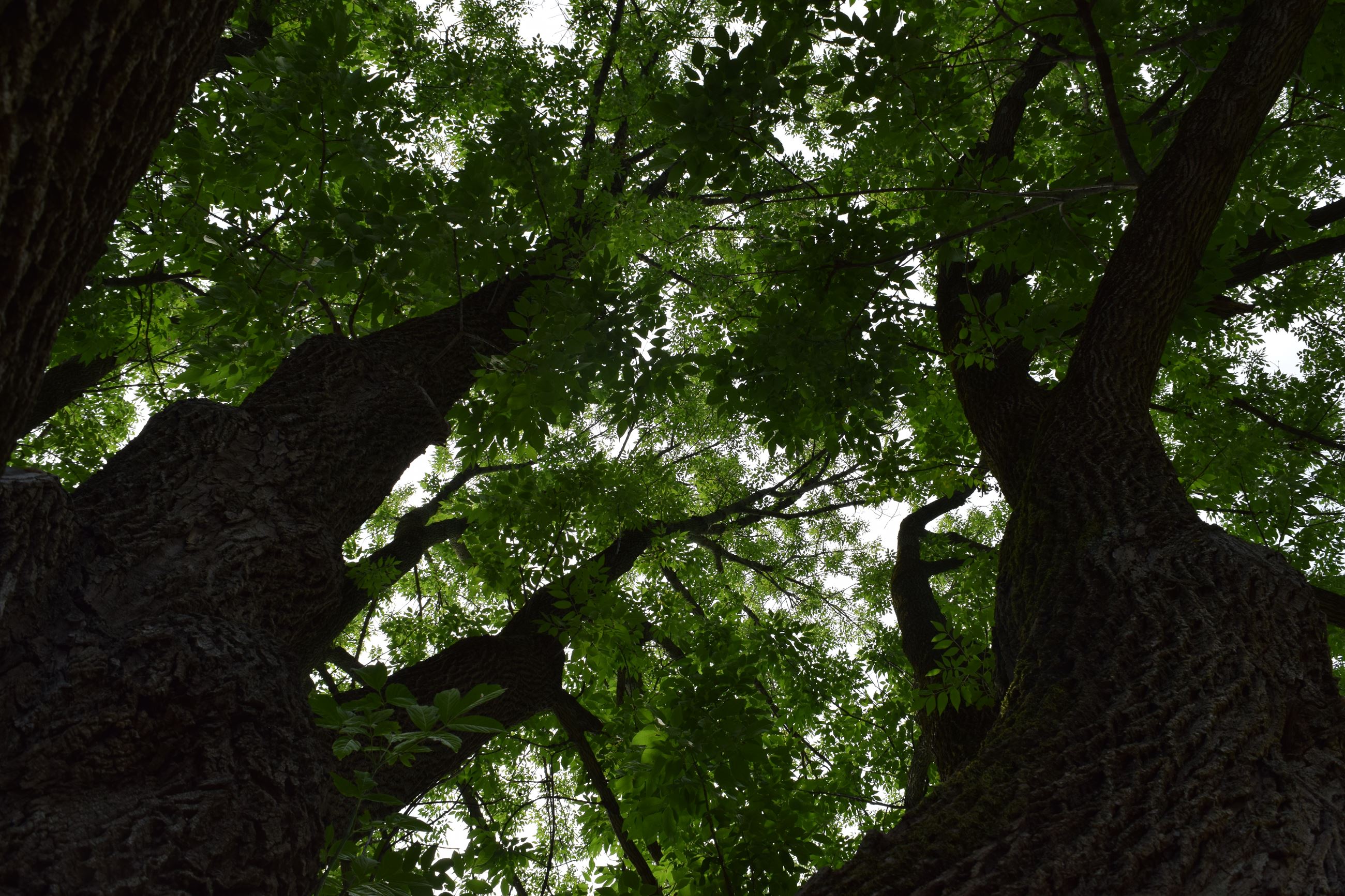 Posen Ash Canopy 8-16